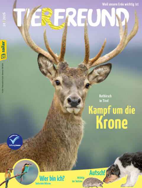 Cover der Zeitschrift 'Tierfreund' vom Sailer Verlag, Ausgabe 10/2026. Im Vordergrund ein prächtiger Rothirsch mit großem Geweih vor unscharfem Hintergrund. Oben in gelber Schrift der Titel 'Kampf um die Krone'. Links unten ein Kreis mit zwei bunten Vögeln und Text: 'Wer bin ich? Teste dein Wissen'. Unten rechts ein Bild eines Hundes, eines Igels und daneben der Text 'Autsch! Wichtig: der Tastsinn'.